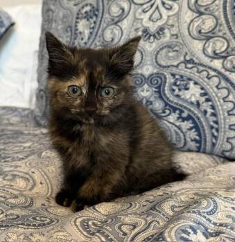 MINDY -  Domestic Short Hair Cat for Adoption in Louisville, Kentucky - MINDY | PetCurious