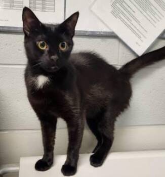 Jessa (ID 52850) -  Domestic Short Hair Cat for Adoption in Manassas, Virginia - Jessa (ID 52850) | PetCurious
