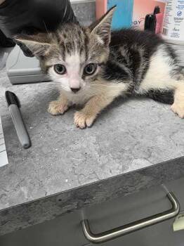 Tati -  Domestic Short Hair Cat for Adoption in Sevierville, Tennessee - Tati | PetCurious