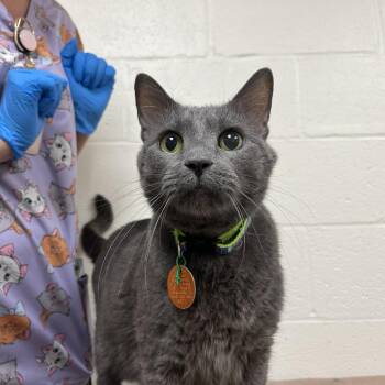 Stormy Grey -  Domestic Short Hair Cat for Adoption in Lyndhurst, Virginia - Stormy Grey | PetCurious