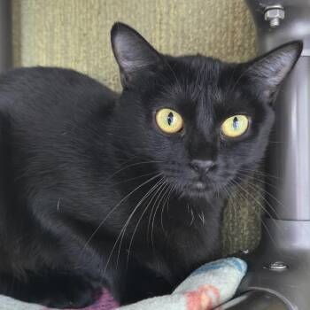 Nexus C26-188 -  Domestic Medium Hair Cat for Adoption in Lebanon, Tennessee - Nexus C26-188 | PetCurious