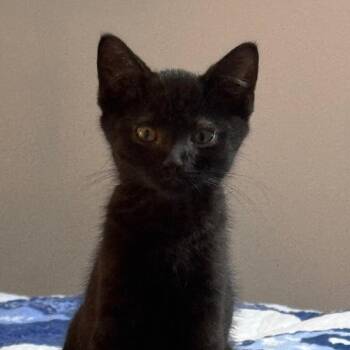 Gilbert -  Domestic Short Hair Cat for Adoption in Monroe, Michigan - Gilbert | PetCurious