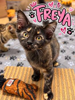 Freya -  Domestic Medium Hair Cat for Adoption in Akron, Ohio - Freya | PetCurious
