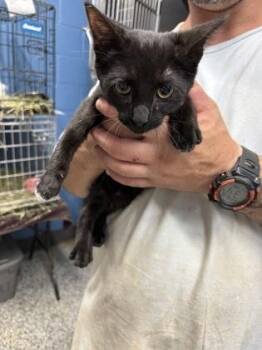 Saber $75 @ Petsmart -  Domestic Short Hair Cat for Adoption in Seneca, South Carolina - Saber $75 @ Petsmart | PetCurious