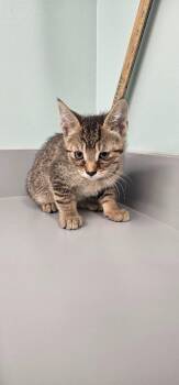Neptune -  Domestic Short Hair Cat for Adoption in Athens, Tennessee - Neptune | PetCurious