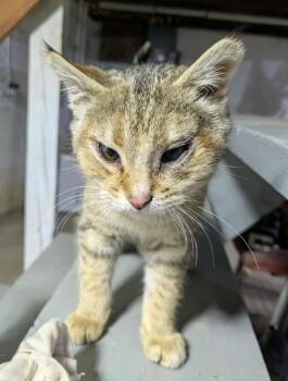 Rescue Domestic Short Hair Cats for Adoption in Taycheedah, Wisconsin - Louise | PetCurious