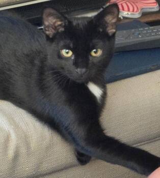 Biscuits -  Domestic Short Hair Cat for Adoption in Linden, New Jersey - Biscuits | PetCurious
