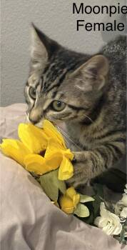 Domestic Short Hair and Tiger Cats Available for Adoption in Palm City, Florida - Moonpie | PetCurious