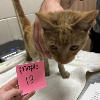 Nunavut -  Domestic Short Hair Cat for Adoption in Bristol, Indiana - Nunavut | PetCurious