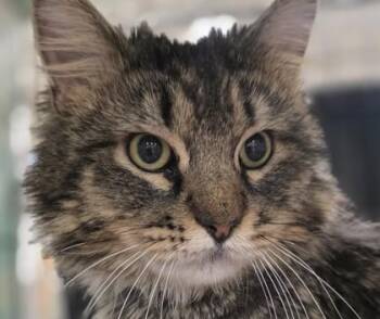 Big guy -  Domestic Long Hair and Domestic Short Hair Cat for Adoption in Verona, Wisconsin - Big Guy | PetCurious