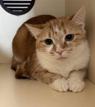 Domestic Short Hair Cats Available for Adoption in Louisville, Kentucky - MAYBELLE | PetCurious