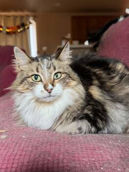 Winston -  Domestic Long Hair Cat for Adoption in Fort Collins, Colorado - Winston | PetCurious