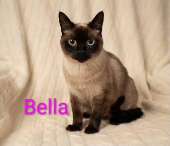 Bella -  Siamese Cat for Adoption in Wyandotte, Michigan - Bella | PetCurious
