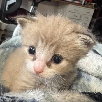 Olive -  Domestic Short Hair Cat for Adoption in Chattanooga, Tennessee - Olive | PetCurious