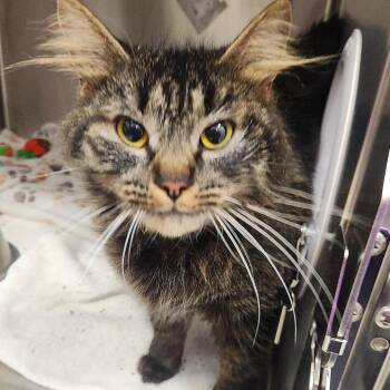 Prego -  Domestic Short Hair Cat for Adoption in Fort Wayne, Indiana - Prego | PetCurious