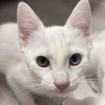 Zamboni and Puck -  Domestic Short Hair Cat for Adoption in Renton, Washington - Zamboni And Puck | PetCurious