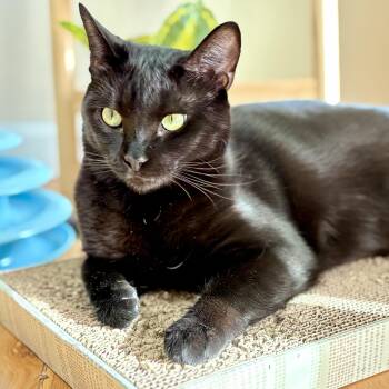 Willow -  Domestic Short Hair Cat Available for Adoption in Benicia, California - Willow | PetCurious