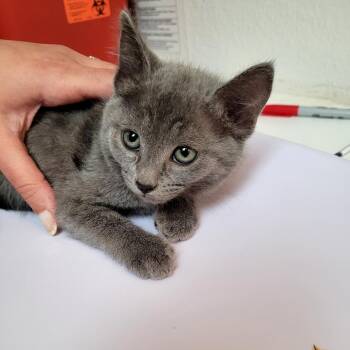 Sekhmet -  Domestic Short Hair Cat for Adoption in Belfair, Washington - Sekhmet | PetCurious