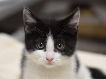 Vicky -  Domestic Short Hair Cat for Adoption in Portland, Oregon - Vicky | PetCurious