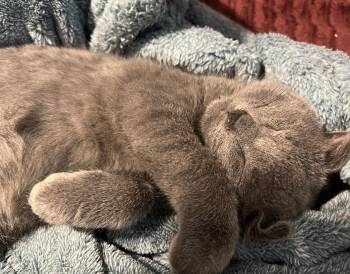 Goose -  Domestic Short Hair Cat for Adoption in Roanoke, Virginia - Goose | PetCurious