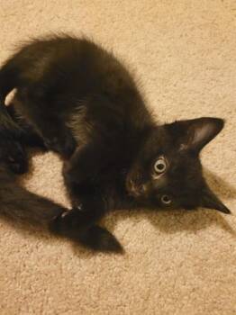 STRANGERS ON A TRAIN -  Domestic Short Hair Cat for Adoption in Omaha, Nebraska - STRANGERS ON A TRAIN | PetCurious
