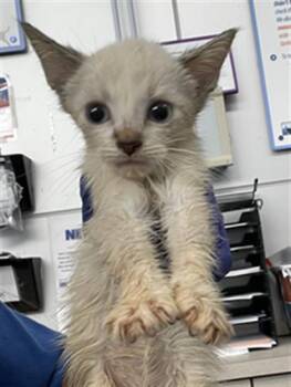 REXY -  Domestic Short Hair Cat for Adoption in Dallas, Texas - REXY | PetCurious