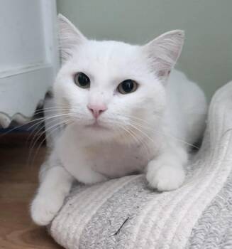 Domestic Short Hair Cats Available for Adoption - Finn | PetCurious