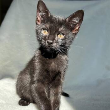 Honeybee -  Domestic Short Hair Cat for Adoption in Birmingham, Alabama - Honeybee | PetCurious