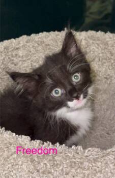Rescue Tuxedo Cats for Adoption in Casselberry, Florida - Freedom | PetCurious