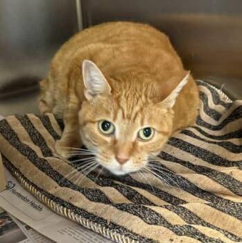 Rescue Domestic Short Hair Cats for Adoption in Bridgewater, New Jersey - Princess | PetCurious