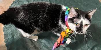 Mouse -  Domestic Short Hair Cat for Adoption in Plumerville, Arkansas - Mouse | PetCurious