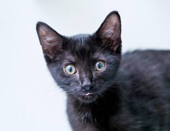 Mr. Pip -  Domestic Short Hair Cat for Adoption in Chattanooga, Tennessee - Mr. Pip | PetCurious