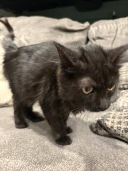 Wayne -  Domestic Long Hair Cat for Adoption in Wheaton, Illinois - Wayne | PetCurious
