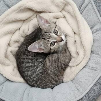 Piper -  Domestic Short Hair Cat for Adoption in Charleston, South Carolina - Piper | PetCurious