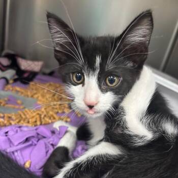 Domestic Short Hair Cats Available for Adoption in Lakeland, Florida - Prongs | PetCurious