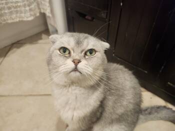 Snow -  Scottish Fold Cat for Adoption - Snow | PetCurious