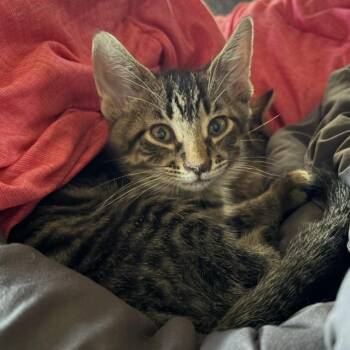 Mocha -  Domestic Short Hair Cat for Adoption in Watertown, Wisconsin - Mocha | PetCurious