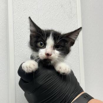 Pollo -  Domestic Medium Hair Cat for Adoption in Abilene, Texas - Pollo | PetCurious