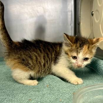 Domestic Short Hair Cats Available for Adoption - SISSY | PetCurious