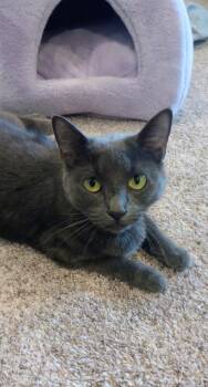 Domestic Short Hair Cats Available for Adoption in Minneapolis, Minnesota - Fresa (FIV+) | PetCurious