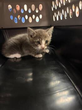 NUTMEG -  Domestic Short Hair Cat for Adoption in Stockton, California - NUTMEG | PetCurious