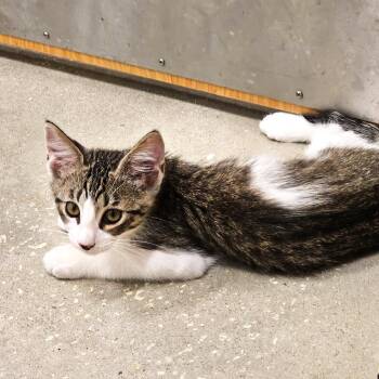 Domestic Short Hair Cats Available for Adoption in St. Cloud, Florida - Leo | PetCurious