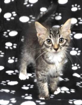 Marqis -  Domestic Short Hair Cat for Adoption in Thief River Falls, Minnesota - Marqis | PetCurious