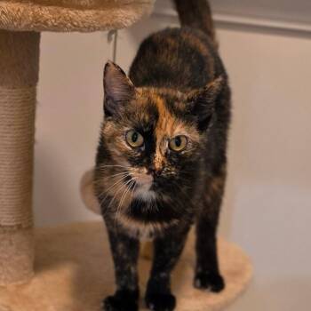 Lorraine -  Domestic Short Hair Cat for Adoption in Muncie, Indiana - Lorraine | PetCurious