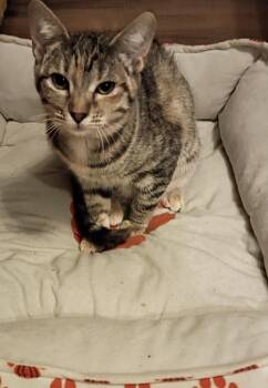 Mavis and Marmalade -  Tabby Cat for Adoption in Logan, Utah - Mavis And Marmalade | PetCurious