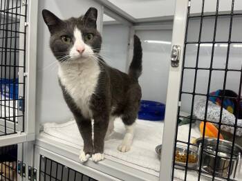 Domestic Short Hair Cats Available for Adoption in Raleigh, North Carolina - Vena | PetCurious