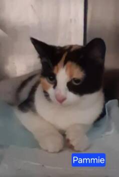 Pammie -  Domestic Short Hair Cat for Adoption in Olney, Illinois - Pammie | PetCurious