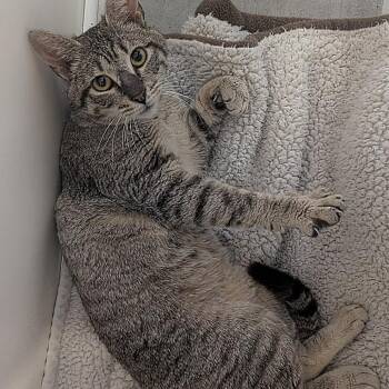 Gulliver -  Domestic Short Hair Cat for Adoption in Ashland, Virginia - Gulliver | PetCurious