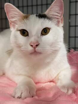 Domestic Short Hair and Manx Cats Available for Adoption - Liliandra 4.29.25 | PetCurious