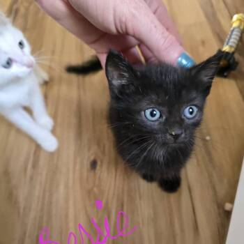 Bessie -  Domestic Short Hair Cat for Adoption in New Tazewell, Tennessee - Bessie | PetCurious